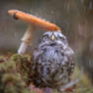 Meet your Posher, Josh